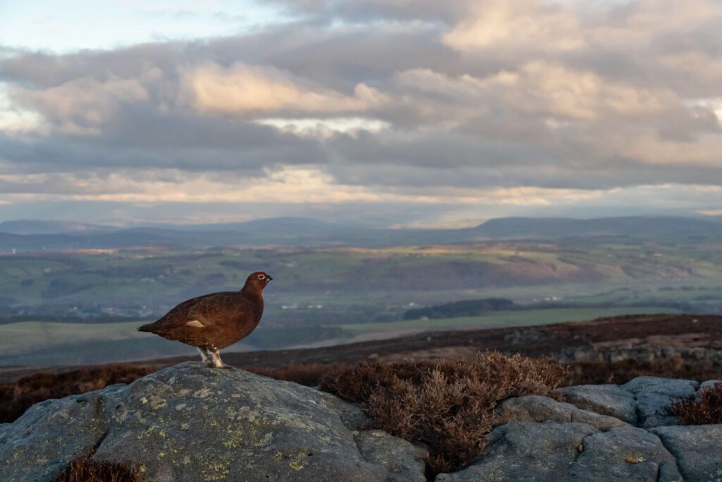 red grouse admiring the view