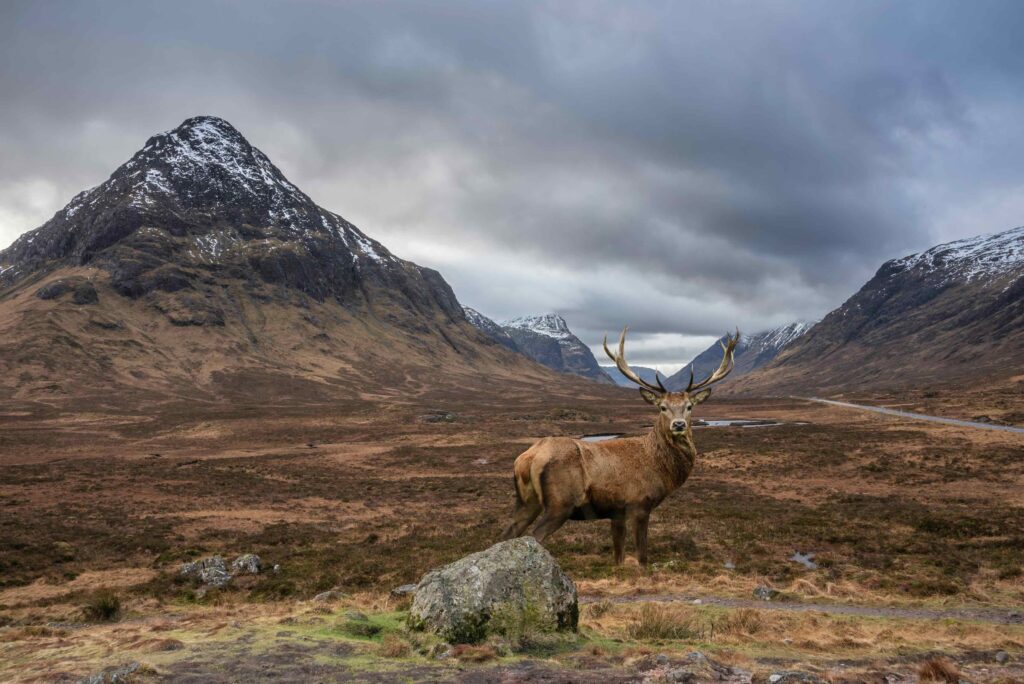 composite image of red deer stag in epic winter landscape looking across rannoch moor in scottish highlands towards buachaille etive mor stob dearg