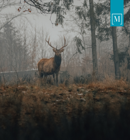 untitled design (52)